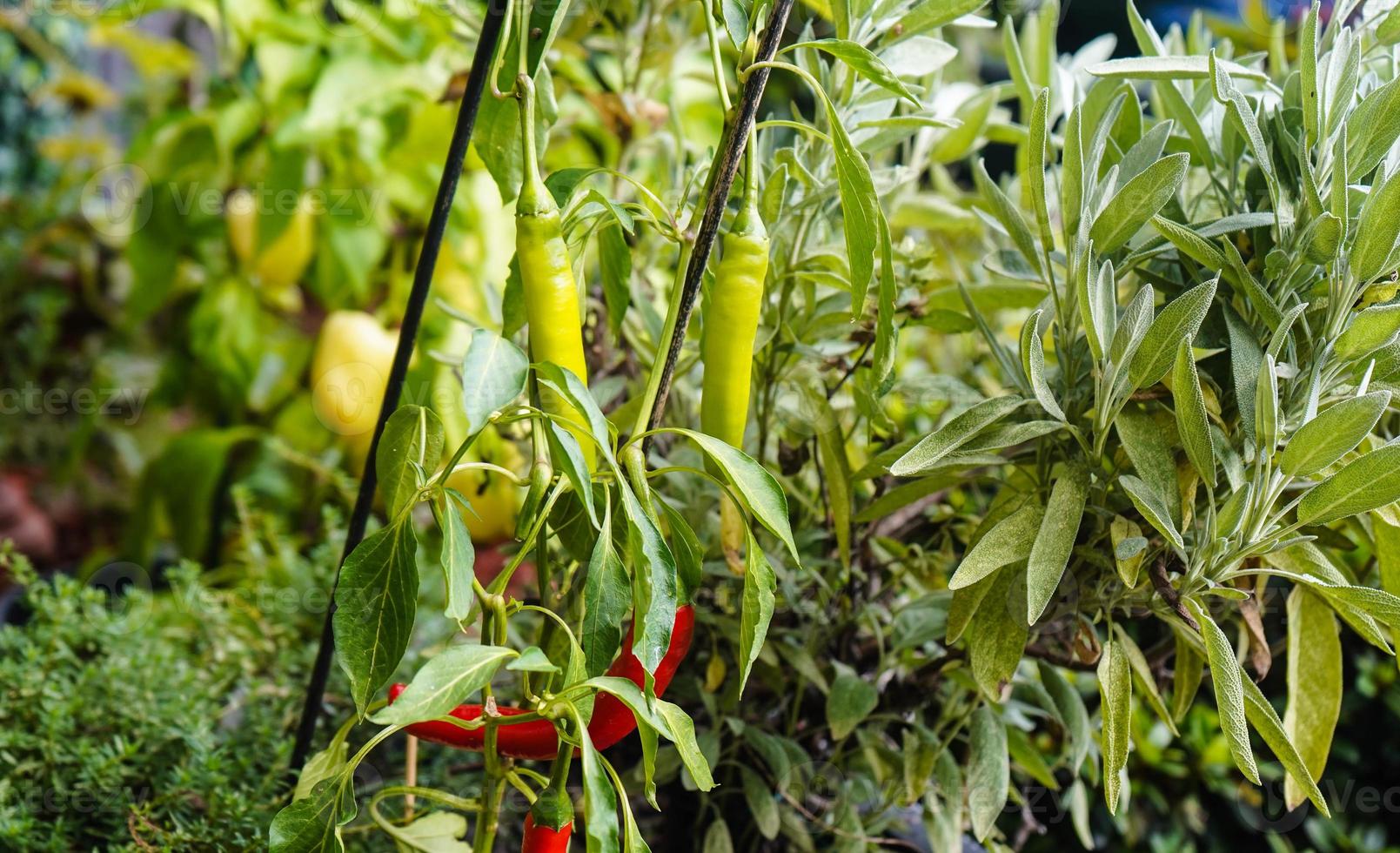 légume épicé au piment rouge photo