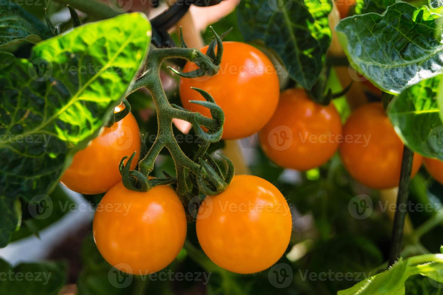 tomates cocktail orange solanum lycopersicum photo