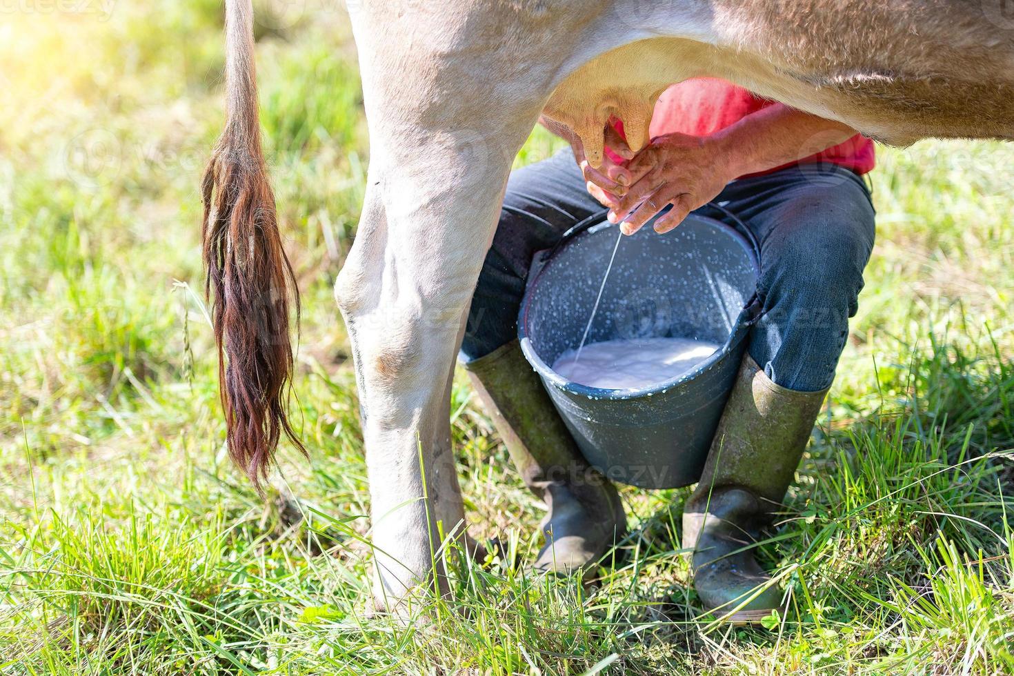 traire une vache manuellement. vache alpine de race brune du nord de l'italie photo