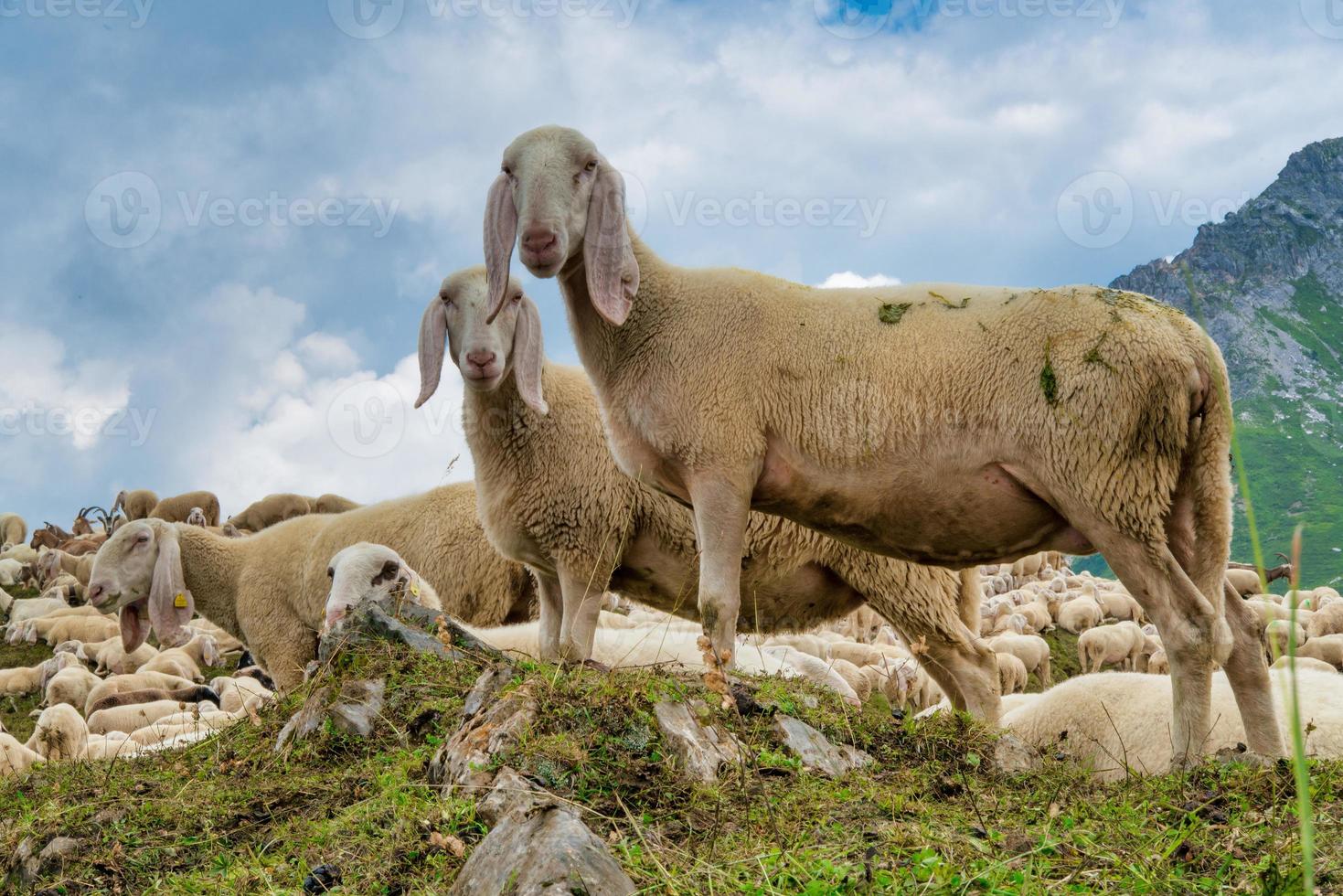 moutons nouvellement tondus paissant dans les montagnes photo