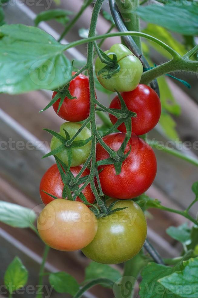 tomates rondes rouges solanum lycopersicum pour une soupe photo