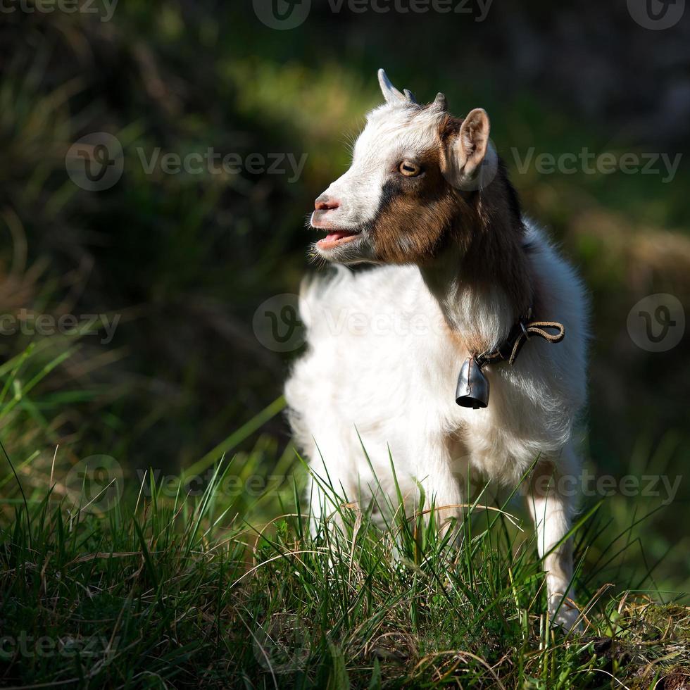 petite chèvre broutant photo