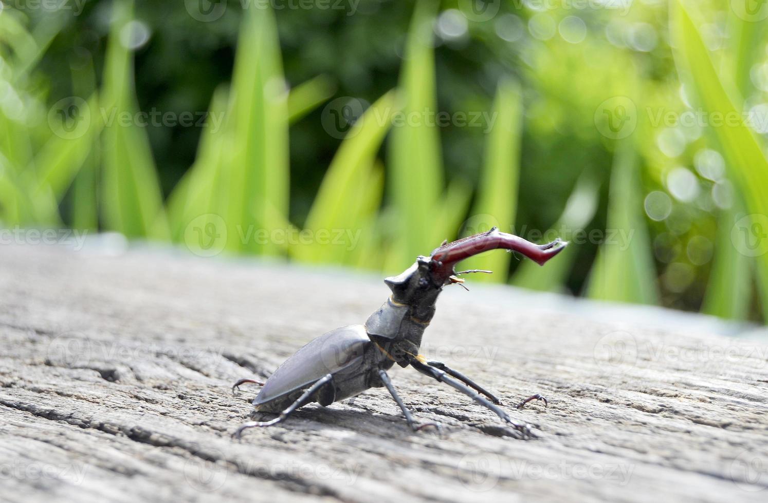 Coléoptère mâle avec des mâchoires longues et pointues dans la forêt sauvage assis photo