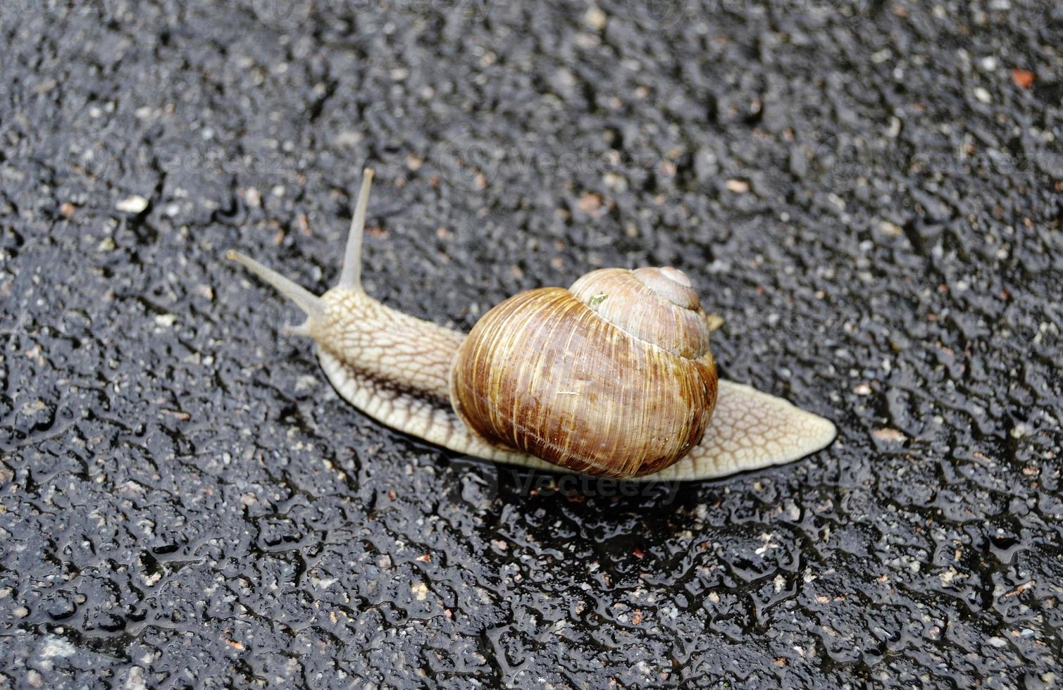 gros escargot en coquille rampant sur route mouillée dépêchez-vous à la maison photo