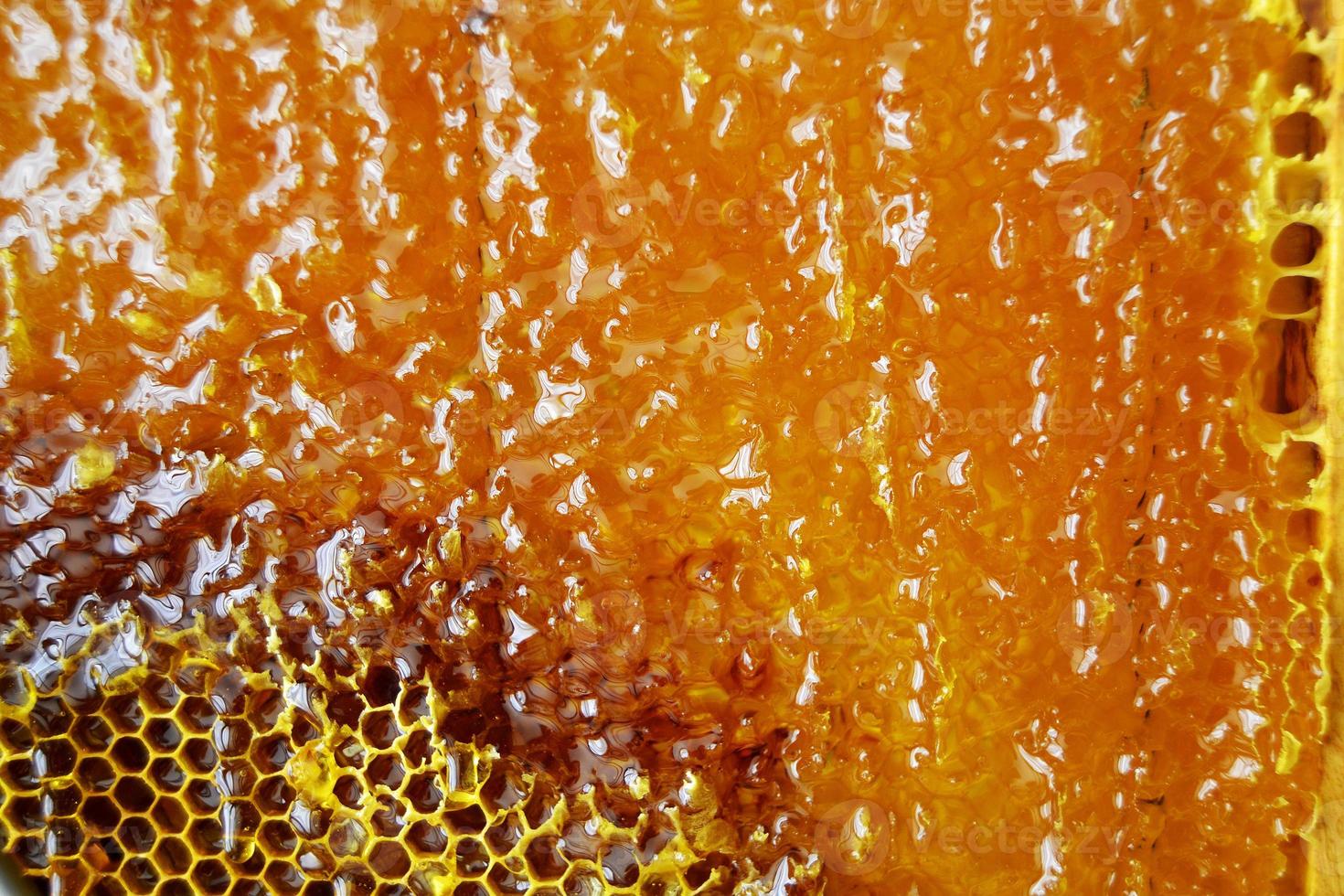 goutte de miel d'abeille goutte de nids d'abeilles hexagonaux photo