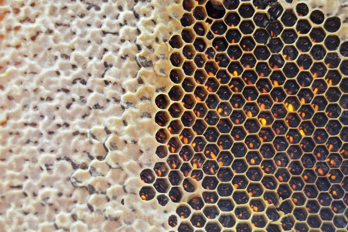 goutte de miel d'abeille goutte de nids d'abeilles hexagonaux photo