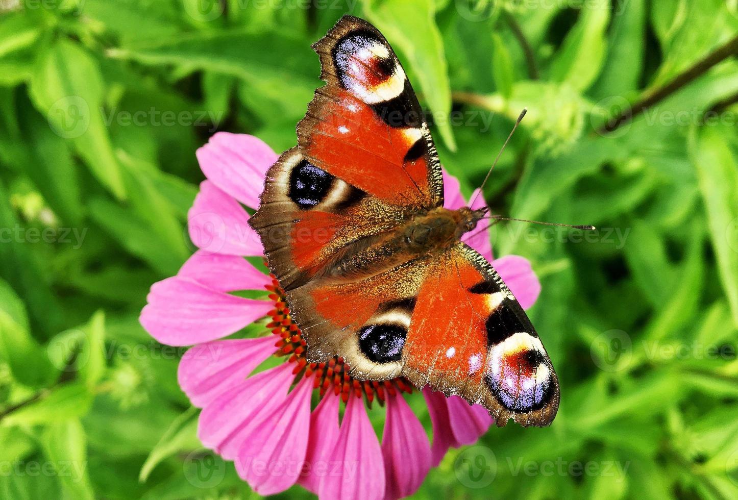 grand monarque papillon noir marche sur une plante avec des fleurs photo