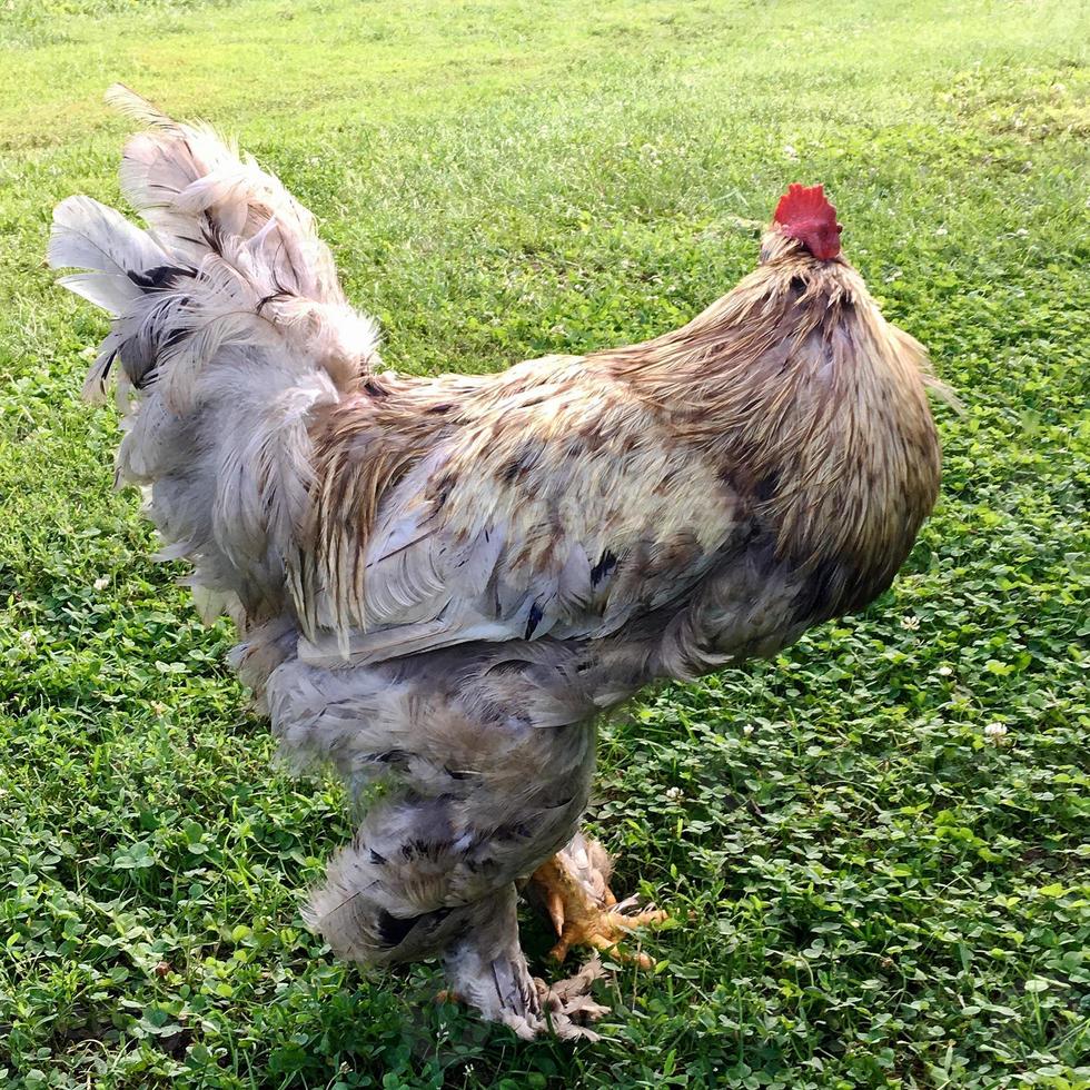 coq d'oiseau à la recherche de nourriture dans l'herbe verte photo