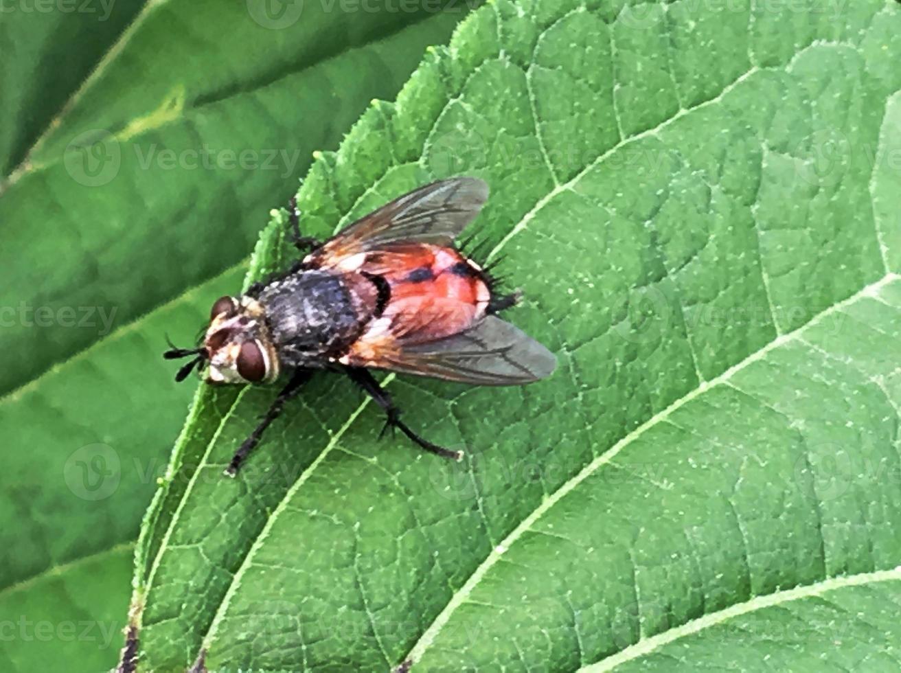 belle mouche domestique ordinaire avec des ailes est assise sur une feuille verte photo