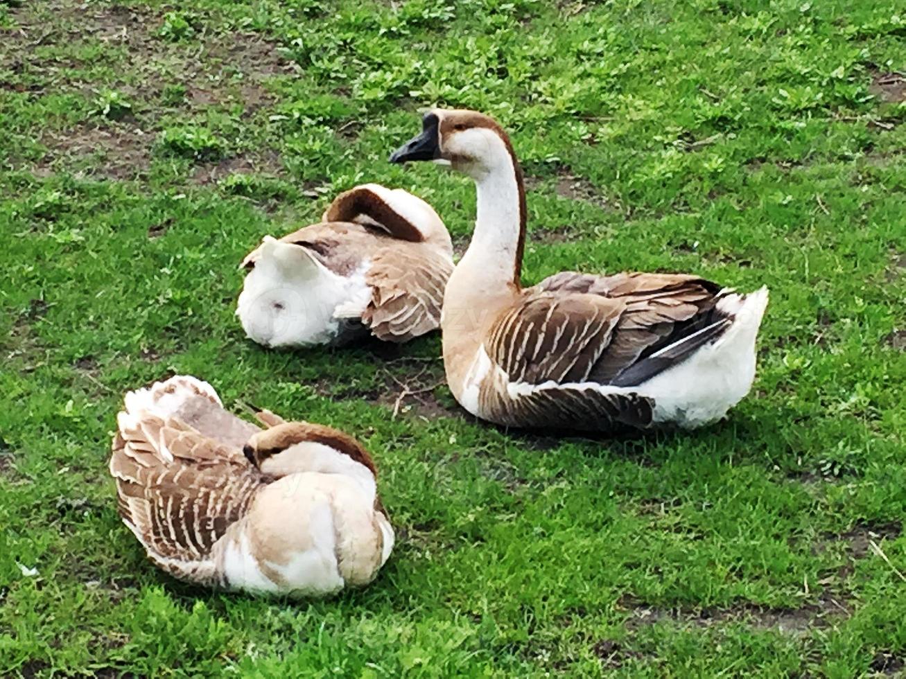 famille d'animaux blancs oies vont boire de l'eau de l'étang photo