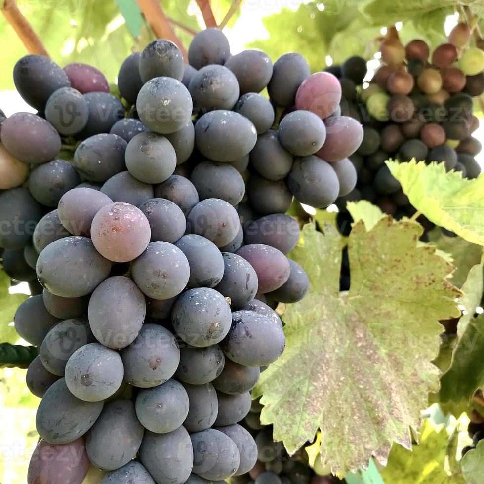 accrocher de belles grappes de raisin à l'extérieur en milieu rural photo