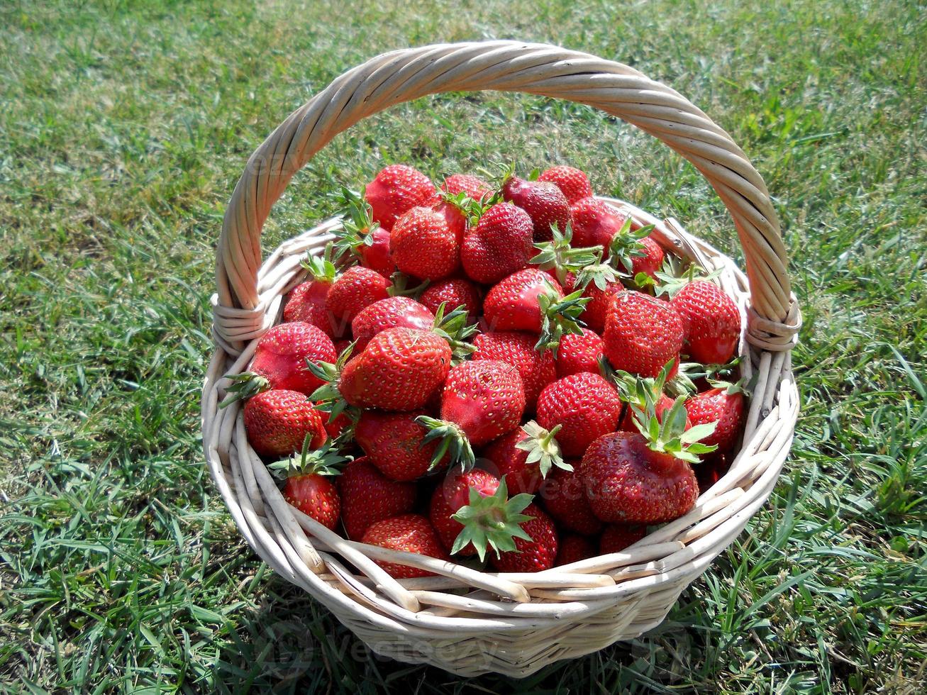 la photo montre des fraises rouges entières de baies mûres