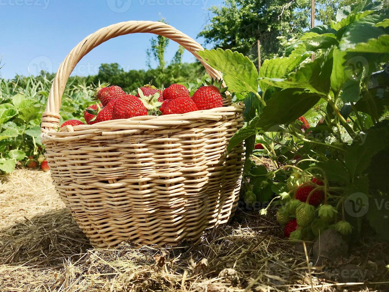 la photo montre des fraises rouges entières de baies mûres