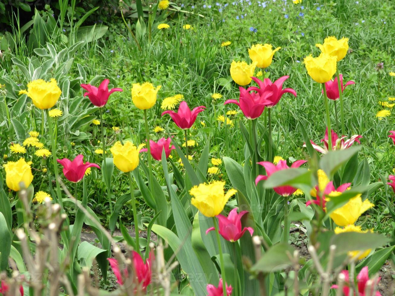 tulipe fleur rouge en fleurs avec des feuilles vertes, nature vivante photo