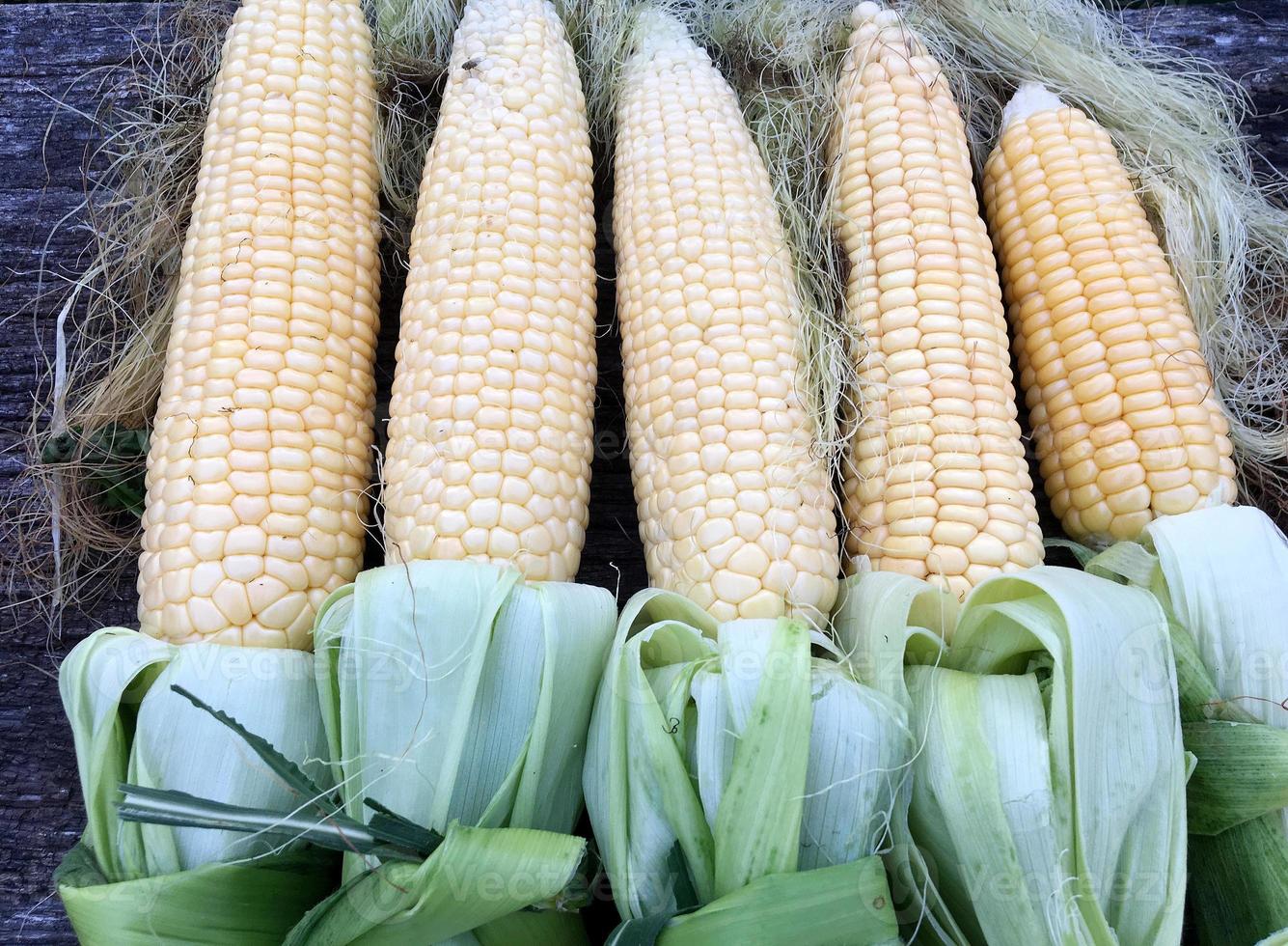 Maïs frais poilu en épis avec des feuilles vertes nouées couché photo