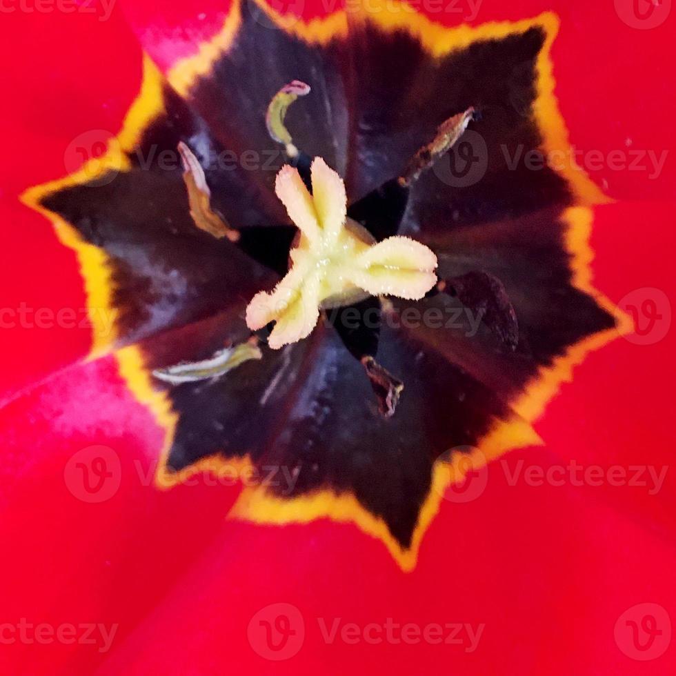 fleur de beauté sauvage avec du nectar qui fleurit dans la campagne des champs photo