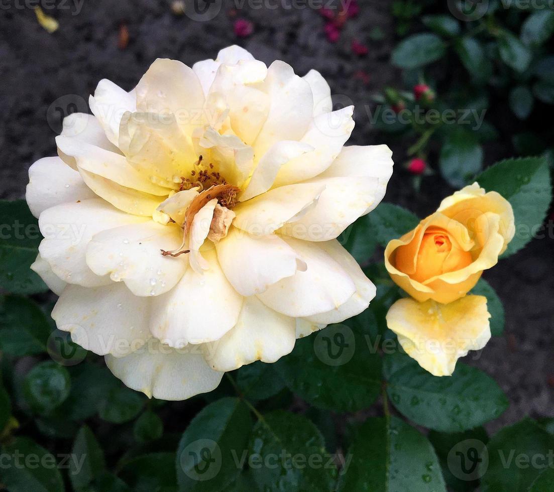 fleur de beauté sauvage avec du nectar qui fleurit dans la campagne des champs photo