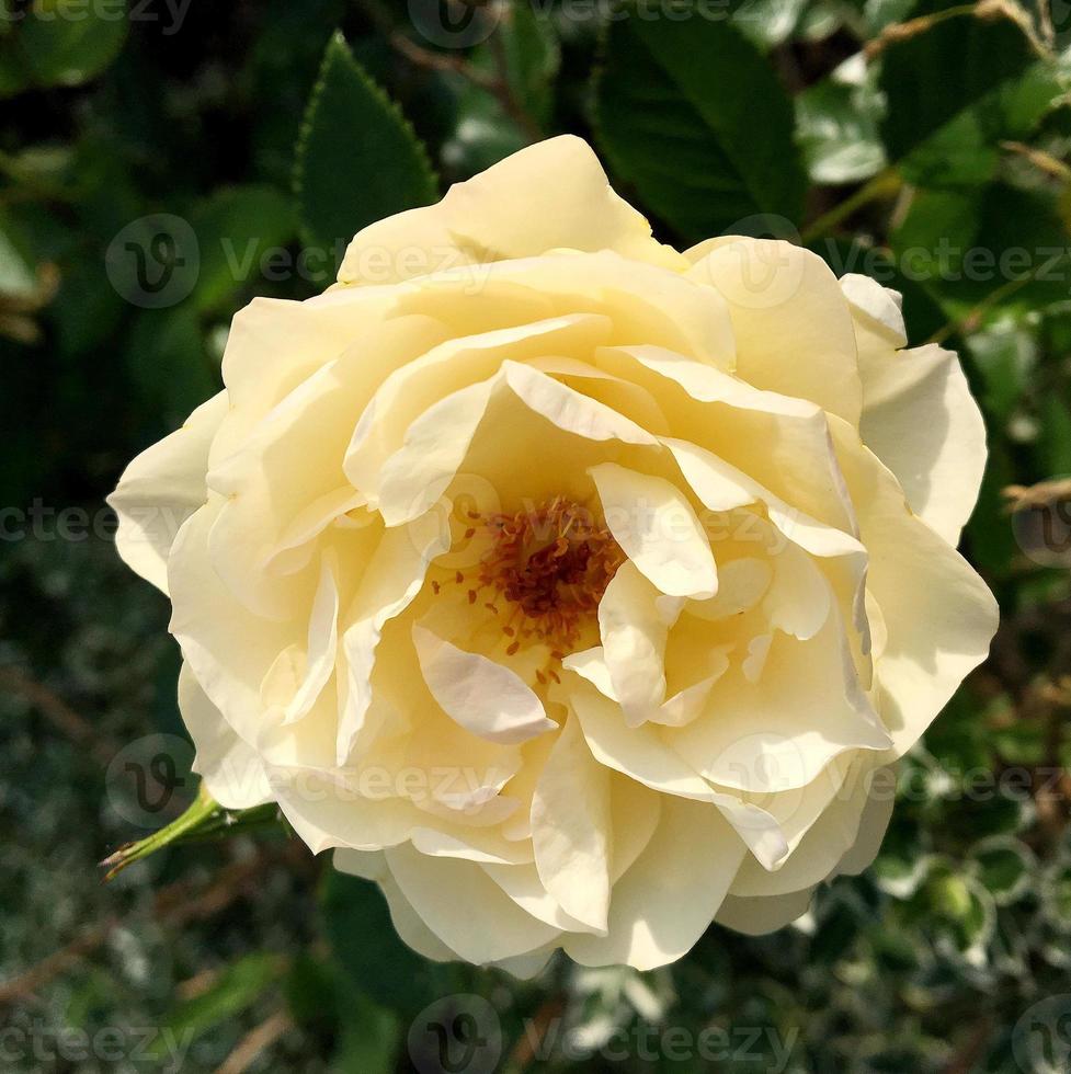 fleur de beauté sauvage avec du nectar qui fleurit dans la campagne des champs photo