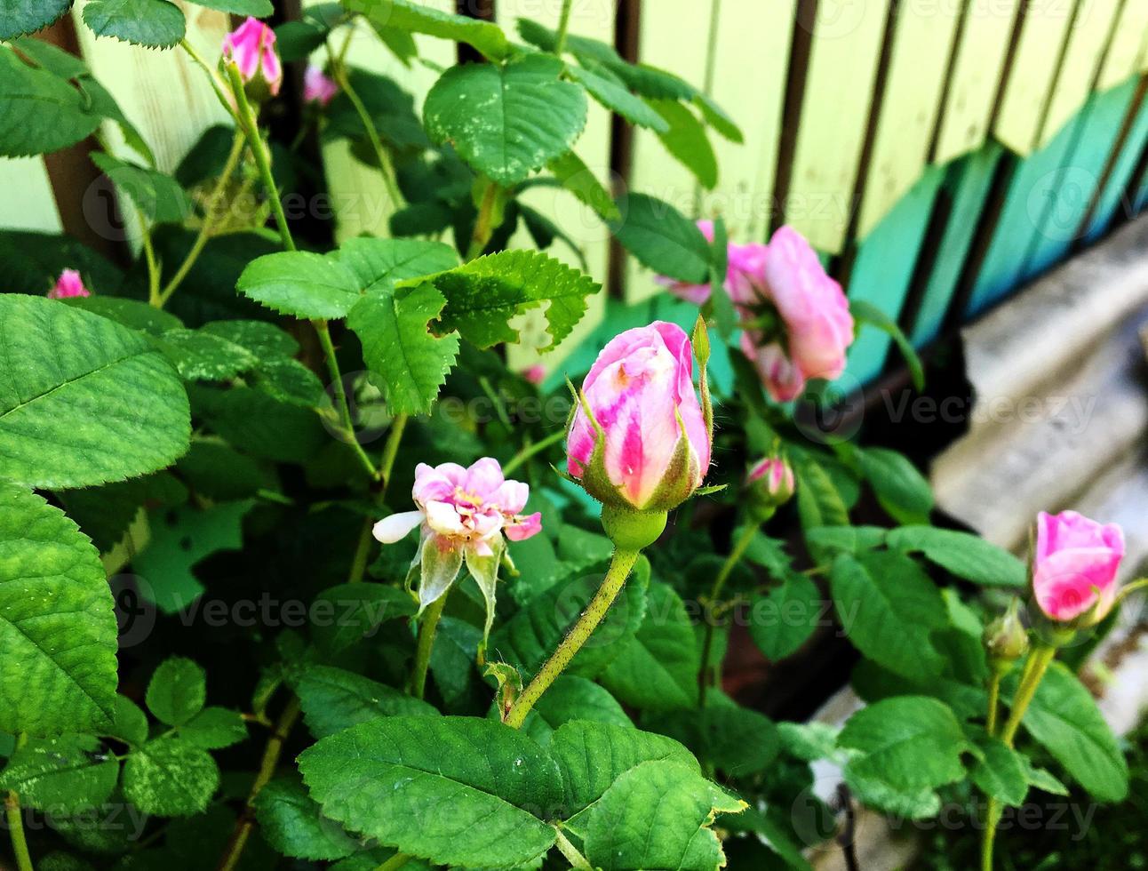 la photo colorée montre une fleur rose en fleurs