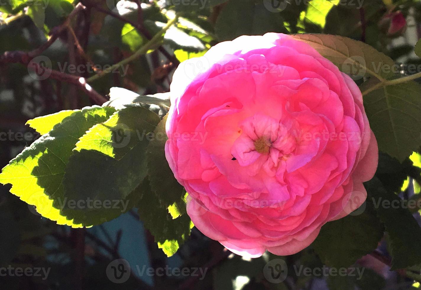 la photo colorée montre une fleur rose en fleurs