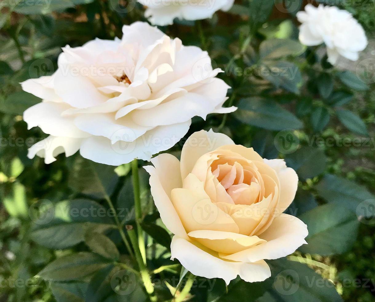 fleur en fleurs rose avec des feuilles vertes photo