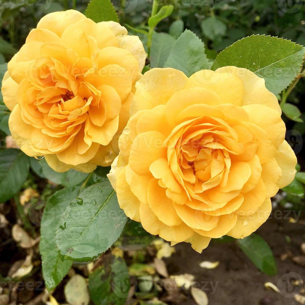 fleur en fleurs rose avec des feuilles vertes photo