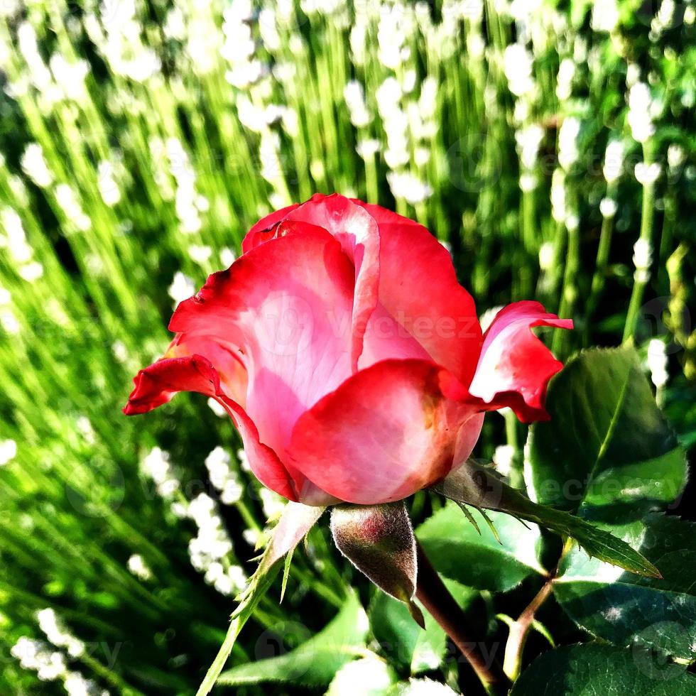 la photo colorée montre une fleur rose en fleurs