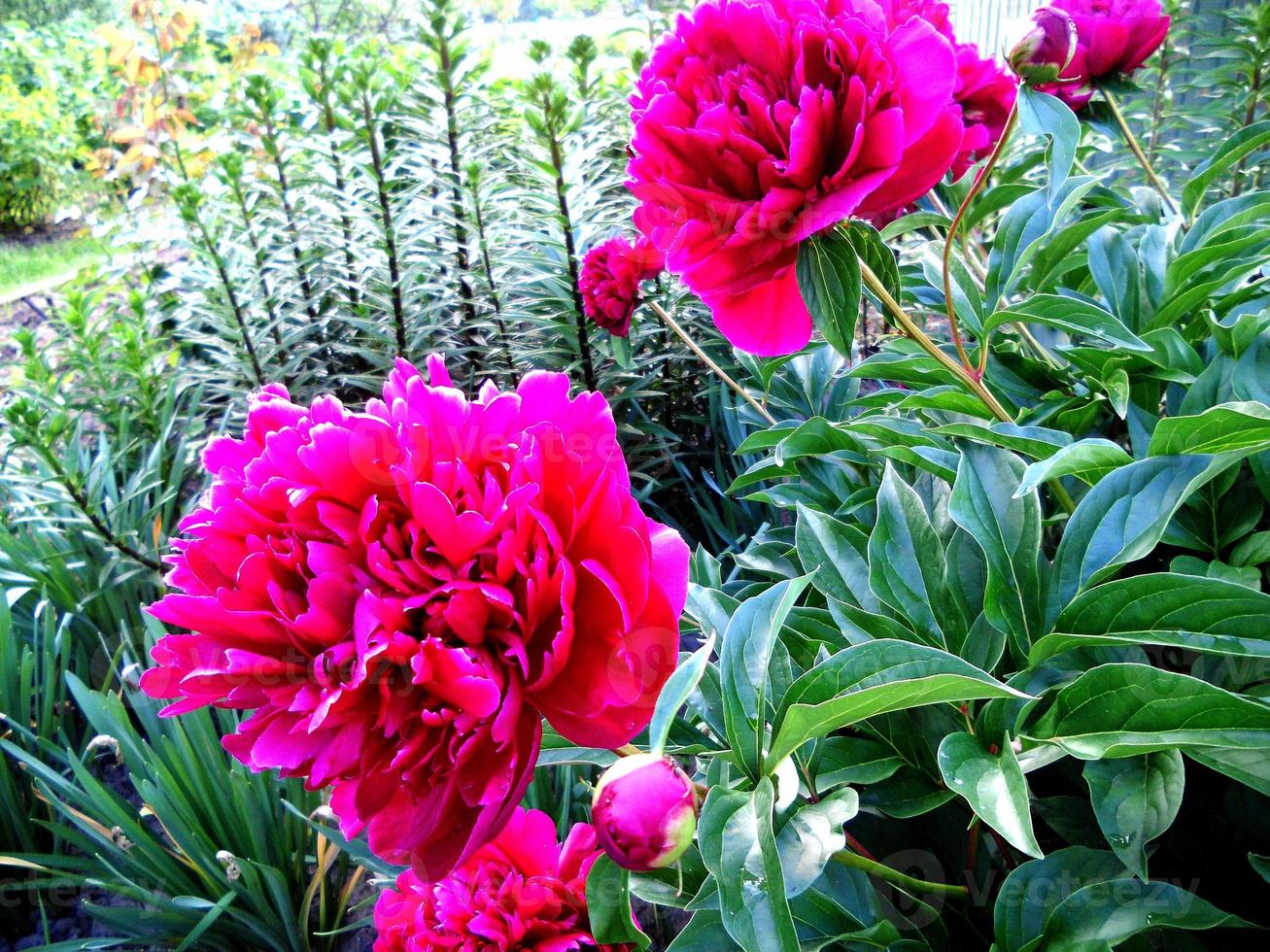 la photo colorée montre une pivoine fleurie