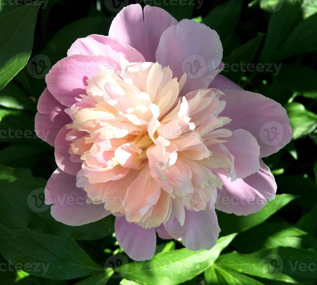 la photo colorée montre une pivoine fleurie