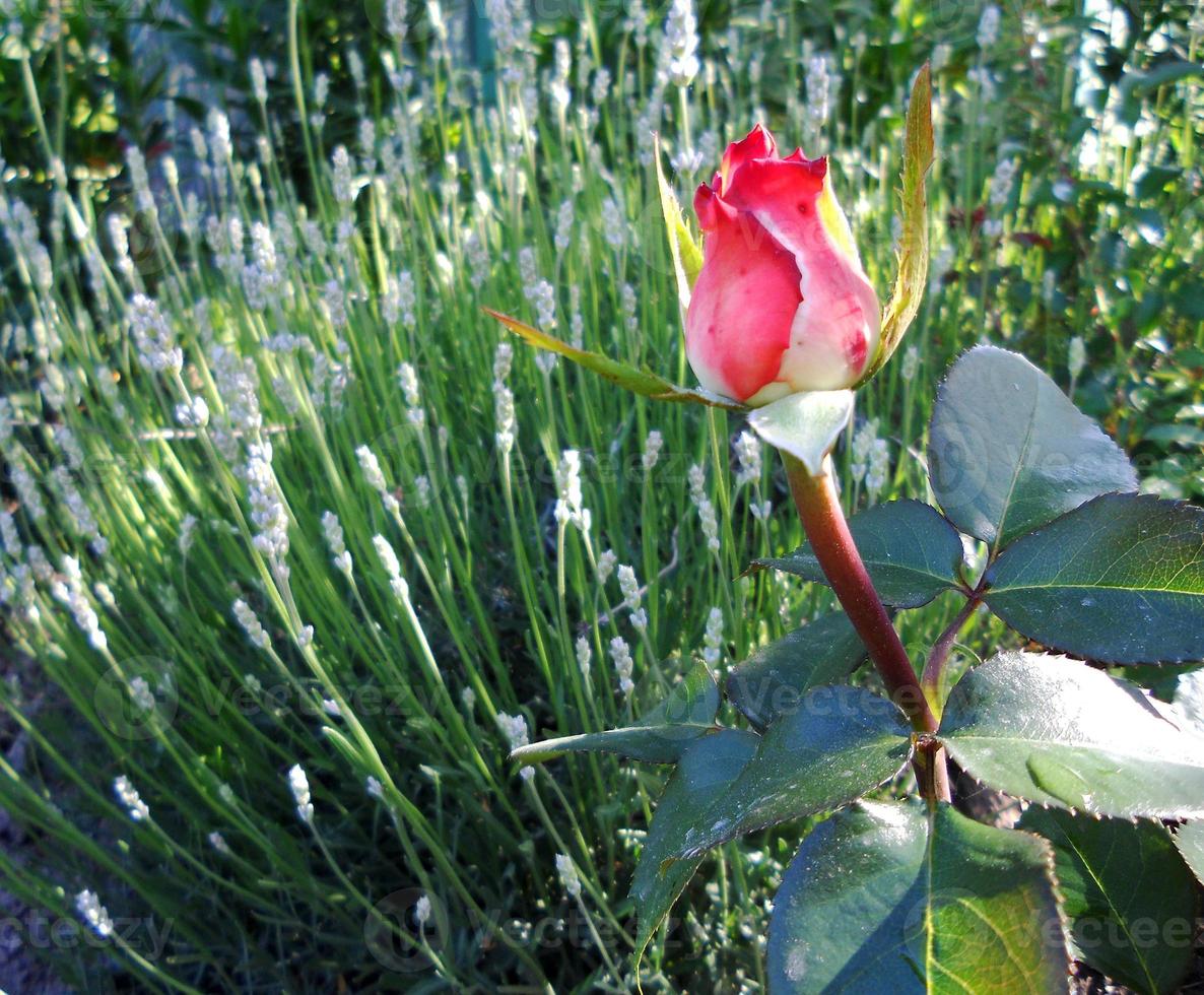 la photo colorée montre une fleur rose en fleurs