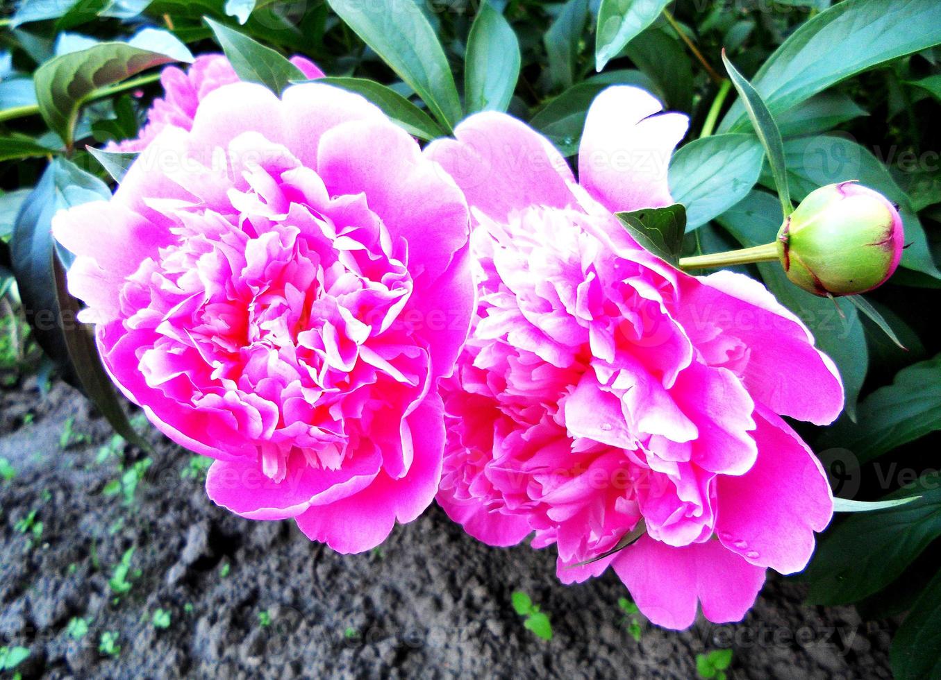 la photo colorée montre une pivoine fleurie