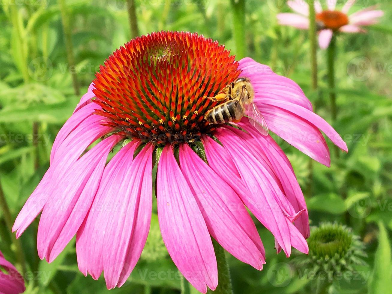 l'abeille ailée vole lentement vers la plante, recueille le nectar pour le miel photo