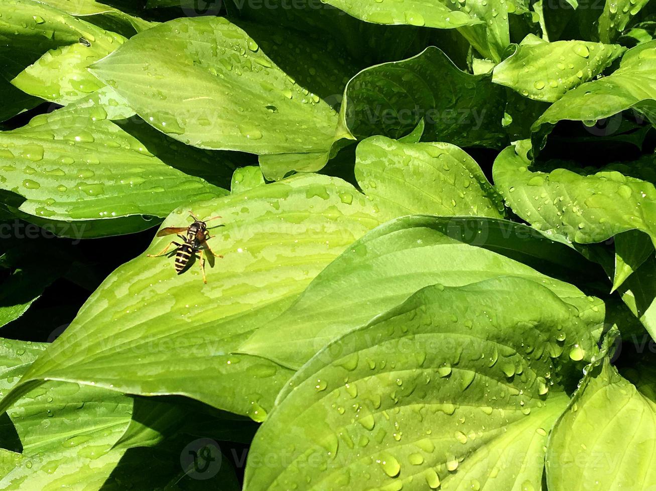 l'abeille ailée vole lentement vers la plante, recueille le nectar pour le miel photo