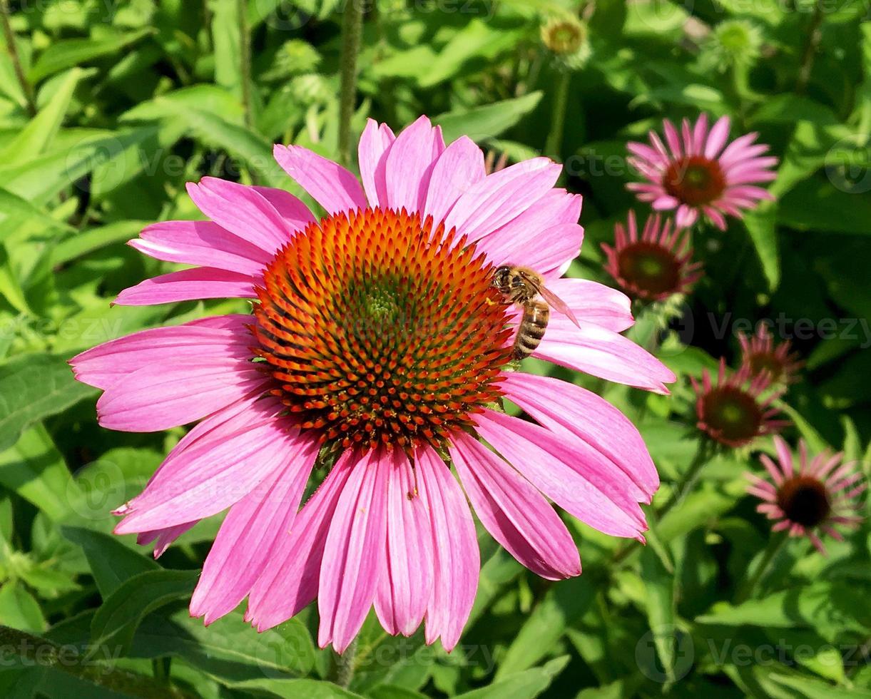 l'abeille ailée vole lentement vers la plante, recueille le nectar pour le miel photo