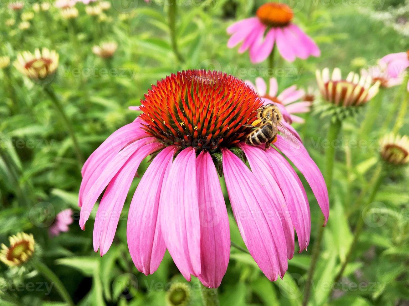 l'abeille ailée vole lentement vers la plante, recueille le nectar pour le miel photo