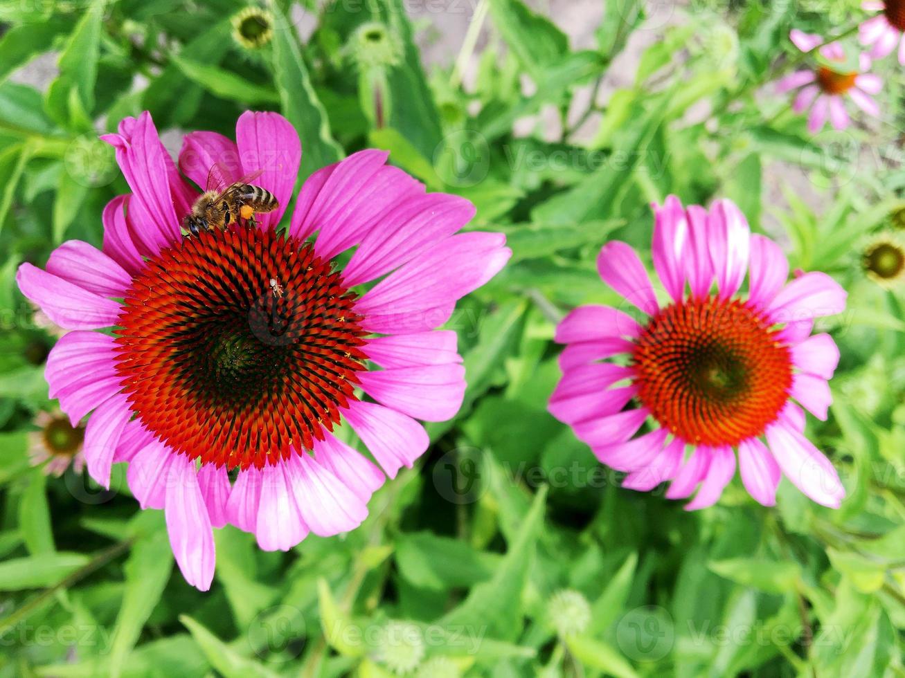 l'abeille ailée vole lentement vers la plante, recueille le nectar pour le miel photo