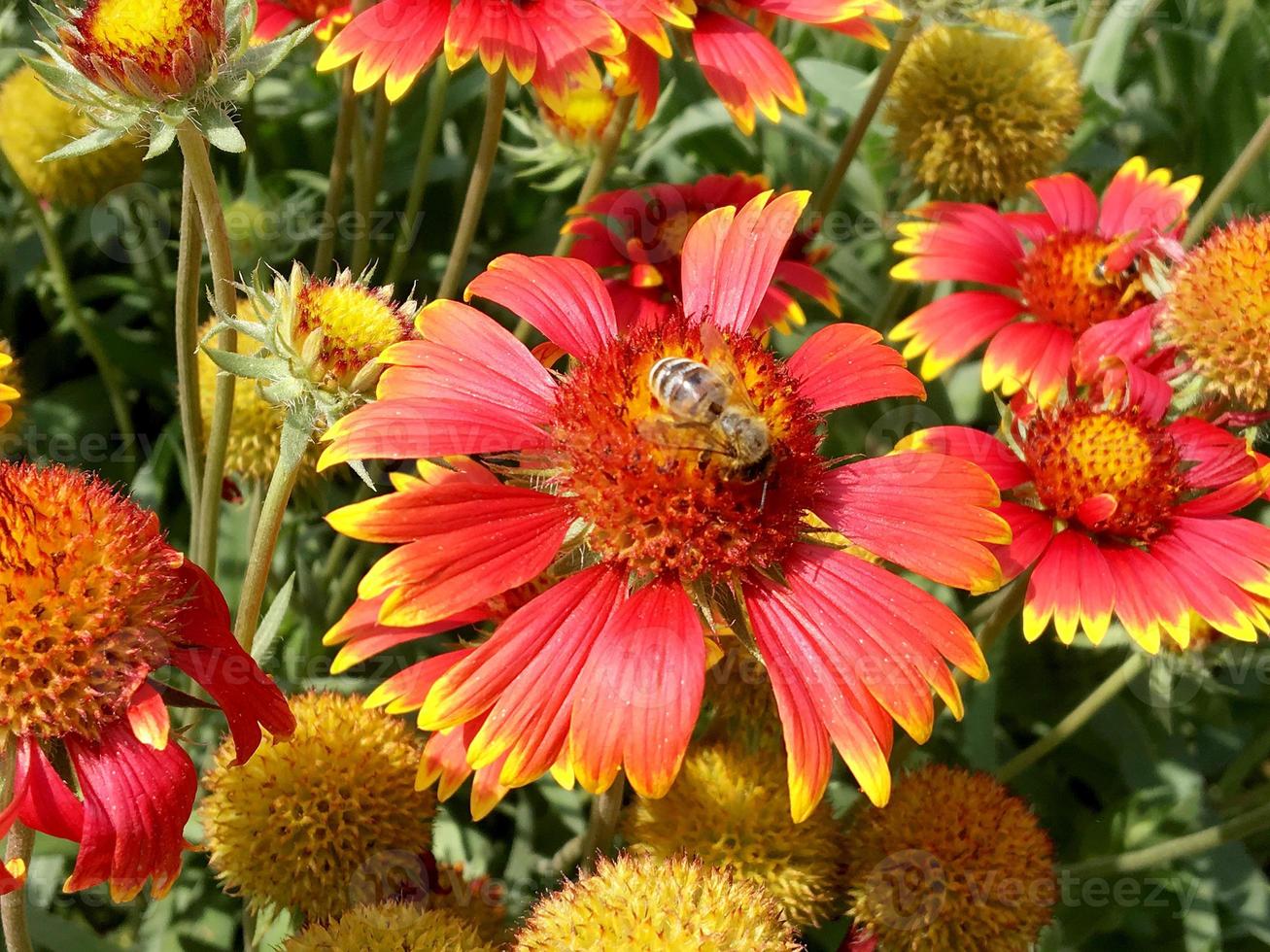 l'abeille ailée vole lentement vers la plante, recueille le nectar pour le miel photo