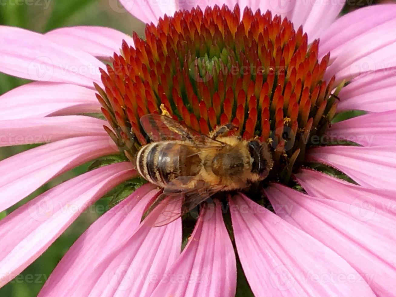 l'abeille ailée vole lentement vers la plante, recueille le nectar pour le miel photo