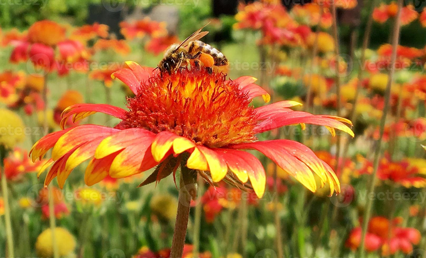 l'abeille ailée vole lentement vers la plante, recueille le nectar pour le miel photo