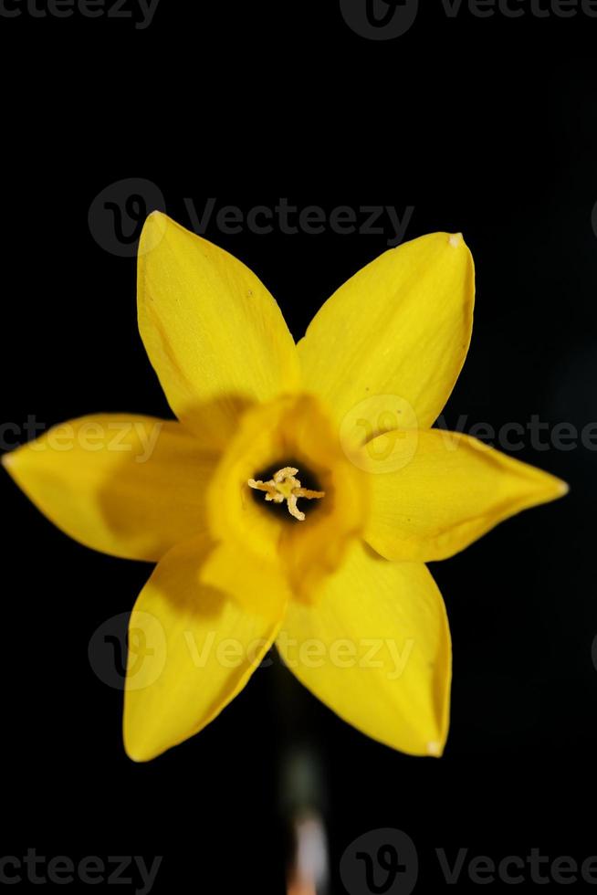 Fleur de narcisse fermer la famille de la rivière jaune amaryllidaceae moderne photo