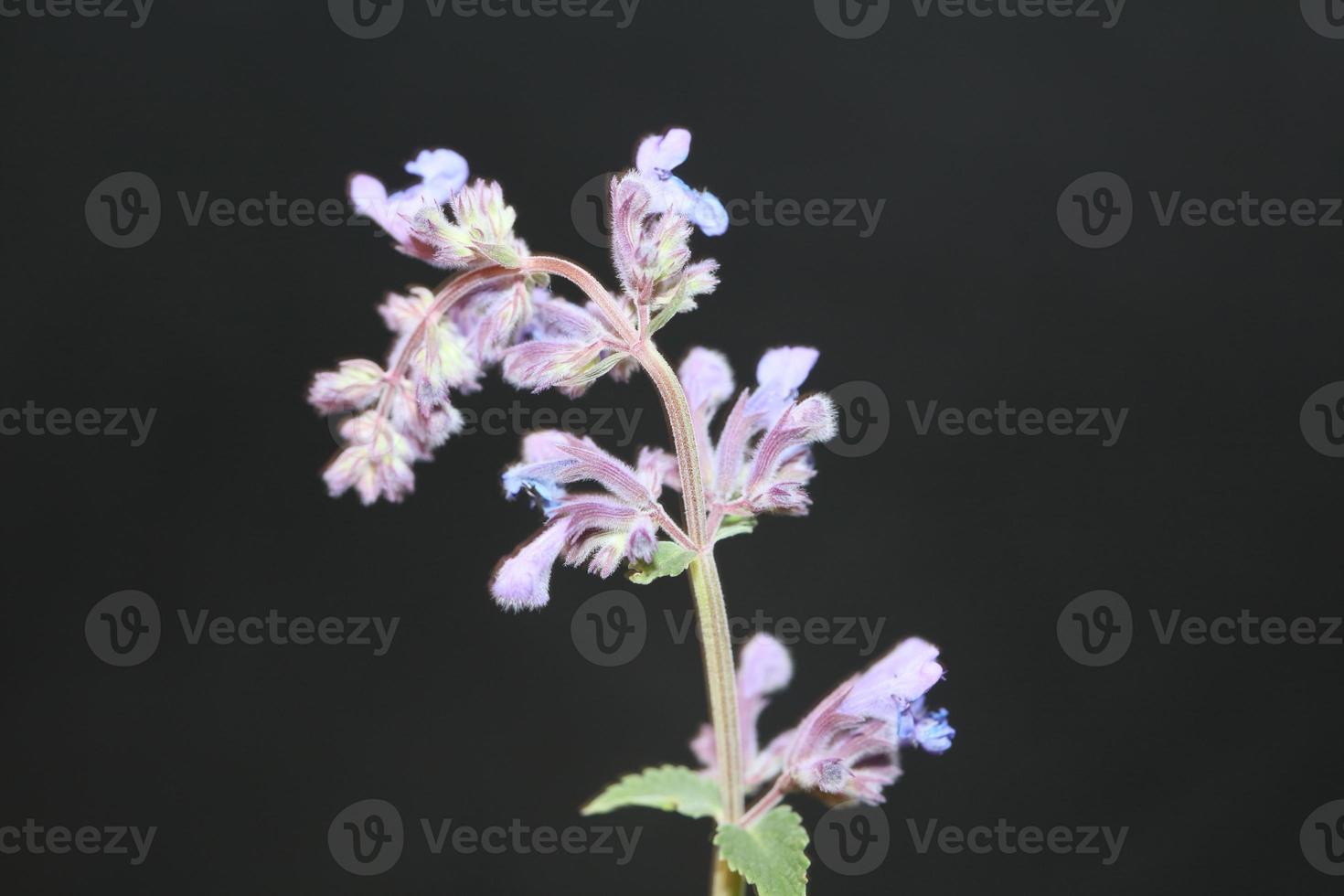 Fleur pourpre fleur close up nepeta grandiflora famille lamaiaceae photo