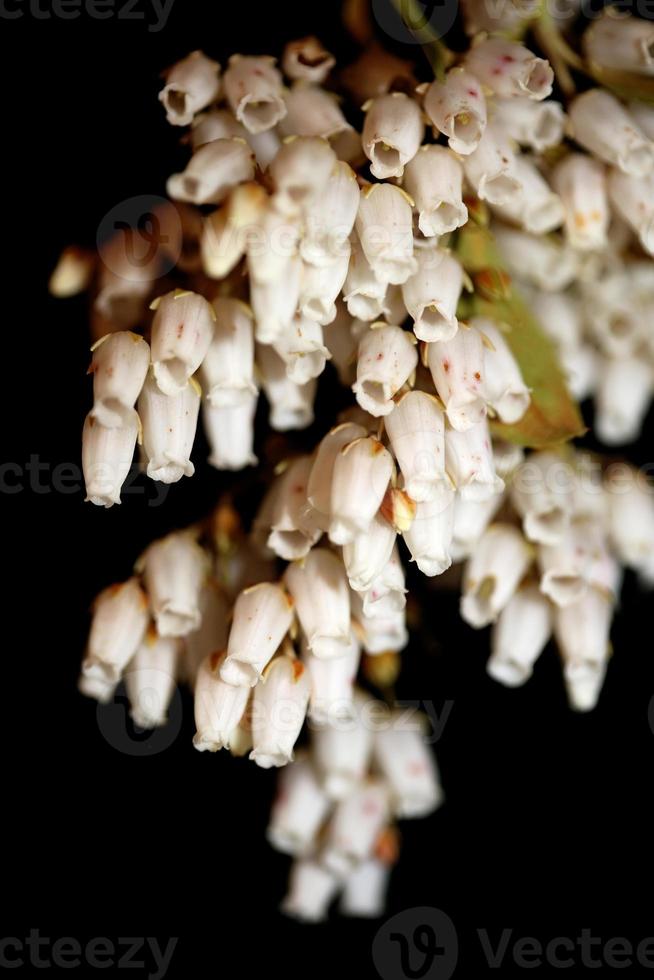 Pieris japonica famille de fleurs ericaceae close up background botanique photo