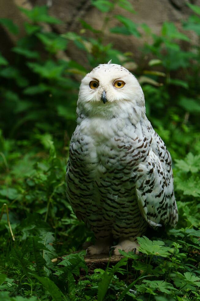 portrait de neigeux hibou dans zoo photo