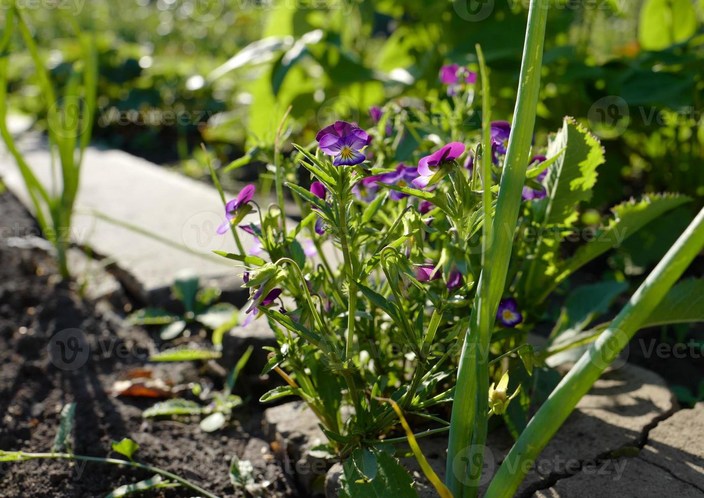 viola tricolor - plante herbacée, principalement sauvage, appelée pensées sauvages. photo