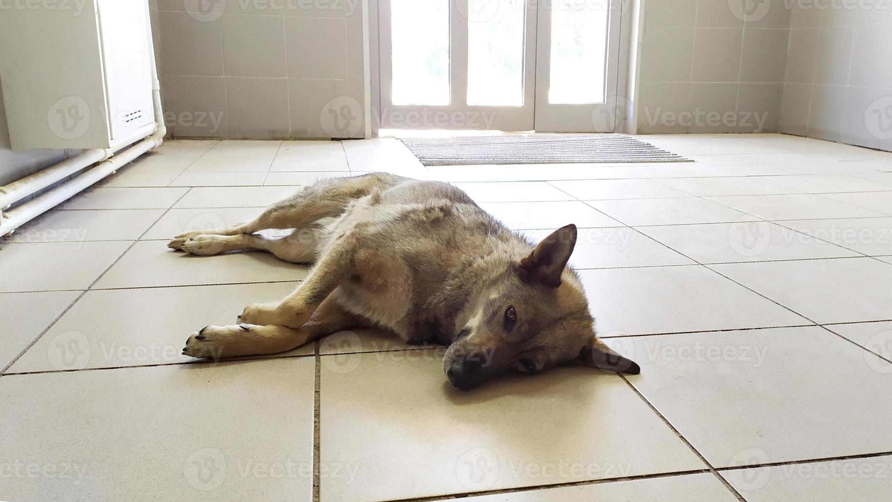 un chien malade se trouve dans la salle d'attente d'une clinique vétérinaire. photo