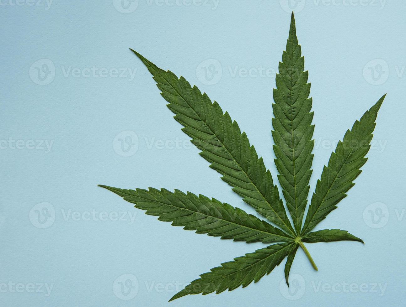 feuilles de cannabis vertes sur fond bleu. photo