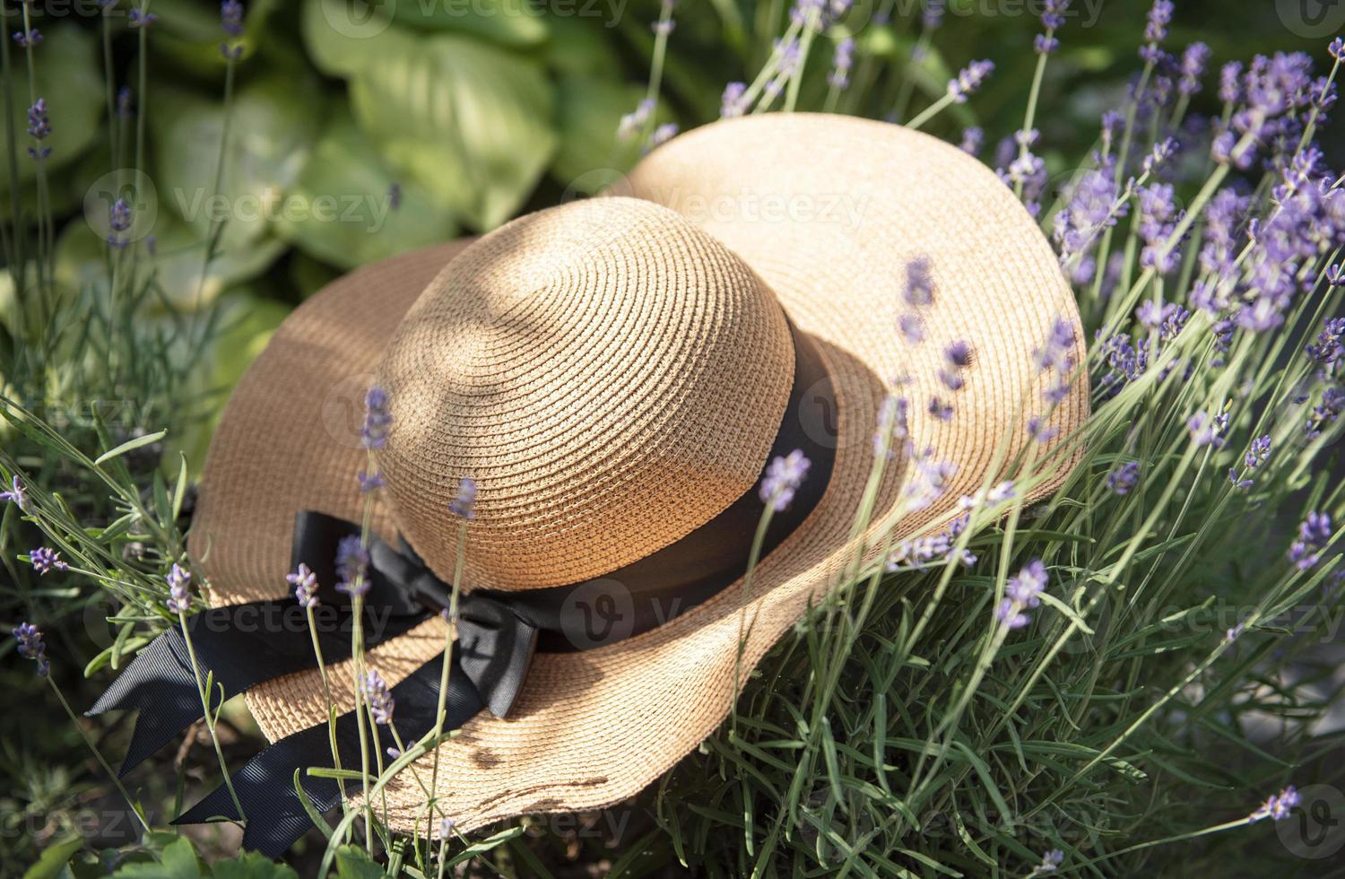 grand chapeau de paille dans les buissons de lavande photo