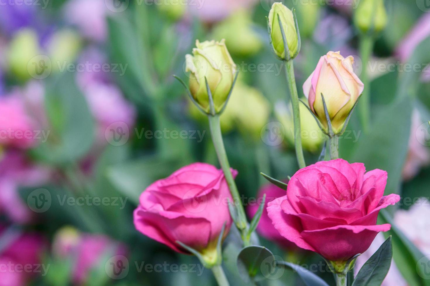 belles fleurs de lisianthus dans le jardin photo