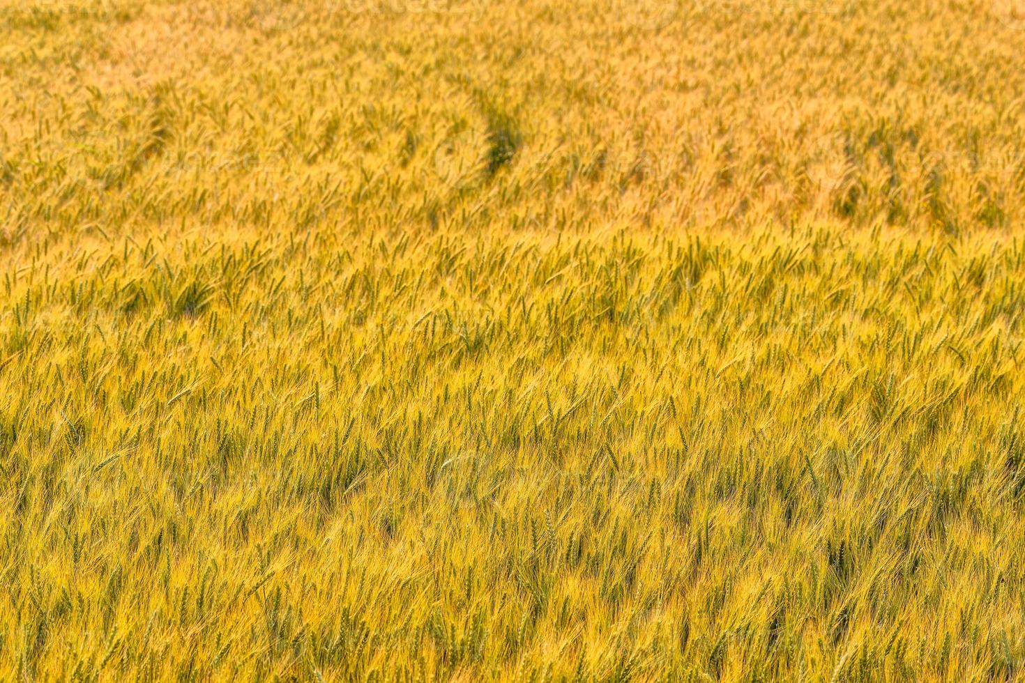 grain jaune prêt pour la récolte poussant dans un champ de blé. photo