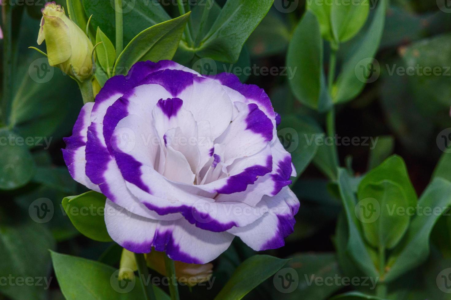 belles fleurs de lisianthus dans le jardin photo